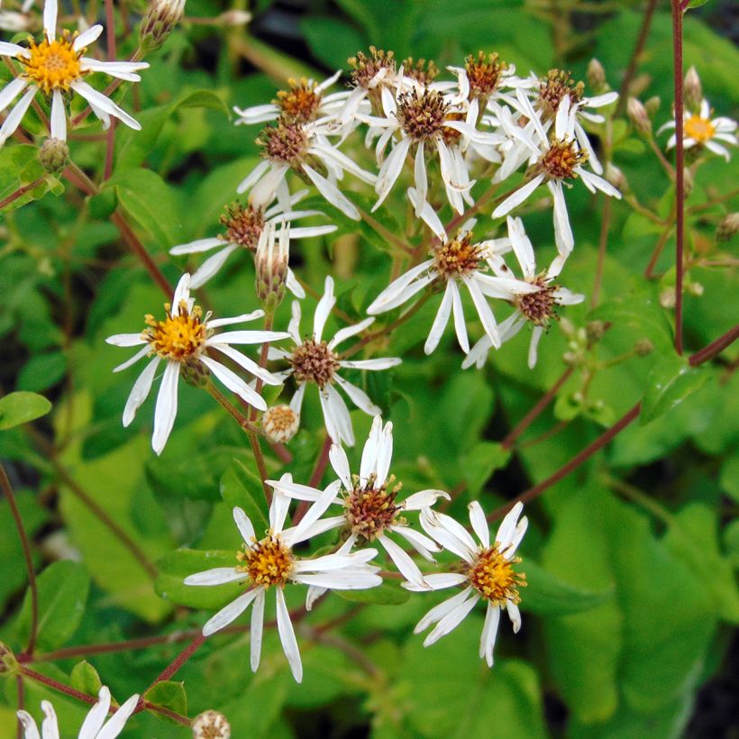 Aster macrophyllus - Großblättrige Aster (Blüte)