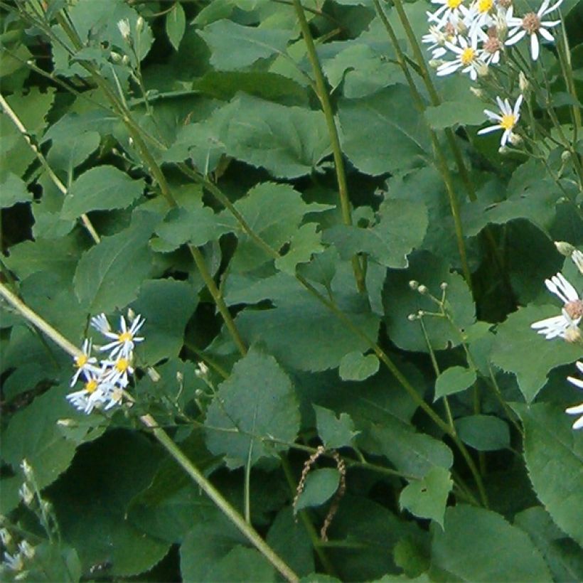 Aster macrophyllus Albus - Großblättrige Aster (Laub)