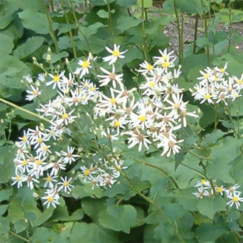 Aster macrophyllus Albus - Großblättrige Aster (Blüte)