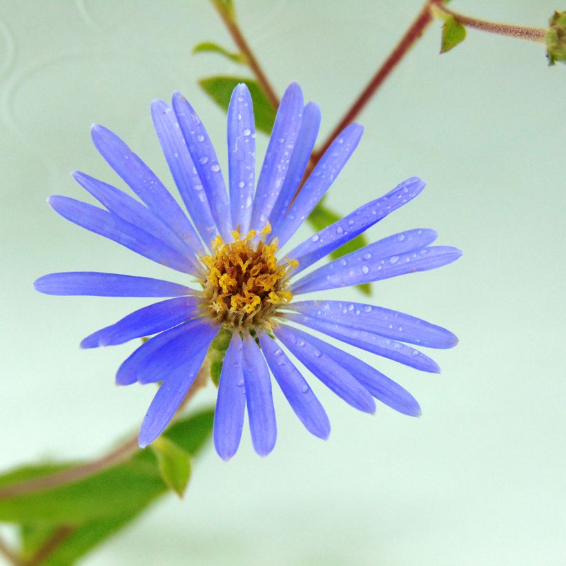 Aster macrophyllus Twilight - Großblättrige Aster (Blüte)