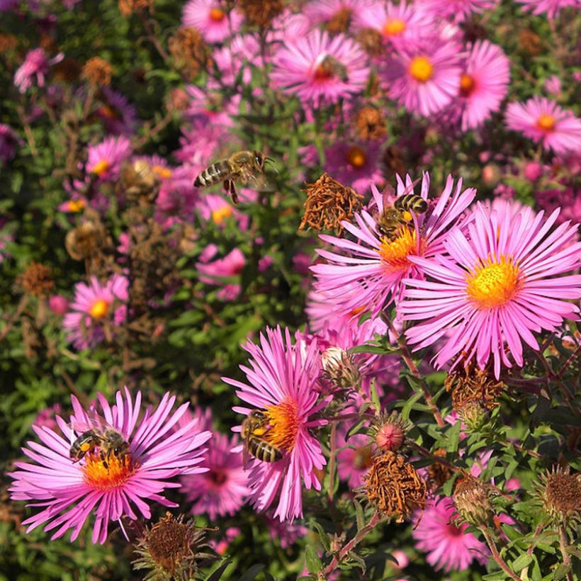 Aster novae-angliae Andenken an Paul Gerber - Neuenglische Aster (Blüte)