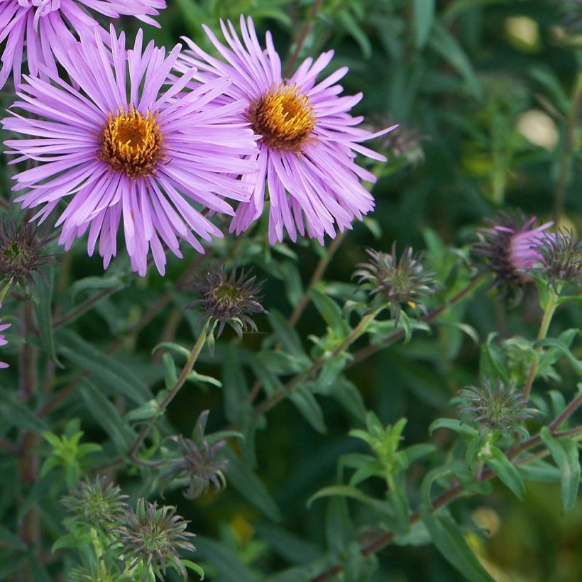 Aster novae-angliae Barrs Pink - Neuenglische Aster (Laub)