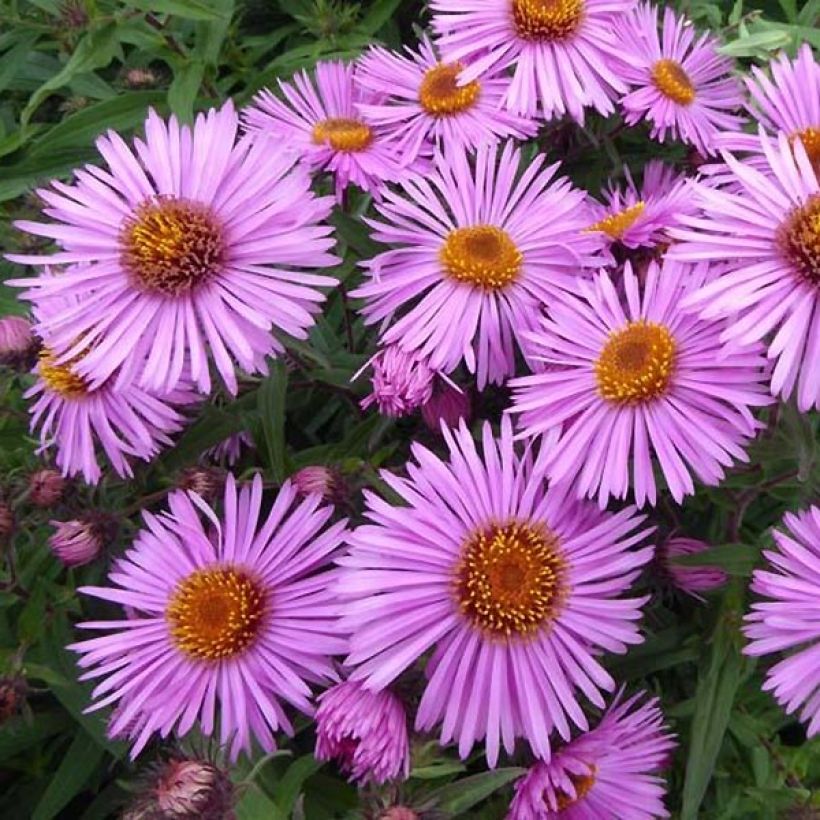 Aster novae-angliae Barrs Pink - Neuenglische Aster (Blüte)