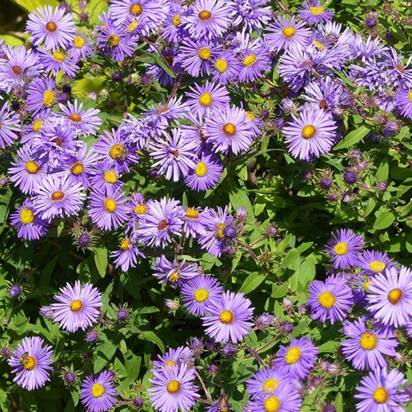 Aster novae-angliae Barrs Blue - Neuenglische Aster (Blüte)