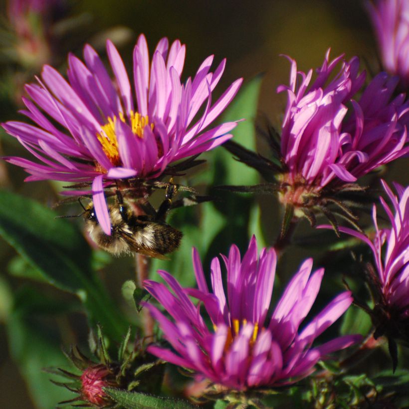 Aster novae-angliae Constanz - Neuenglische Aster (Blüte)