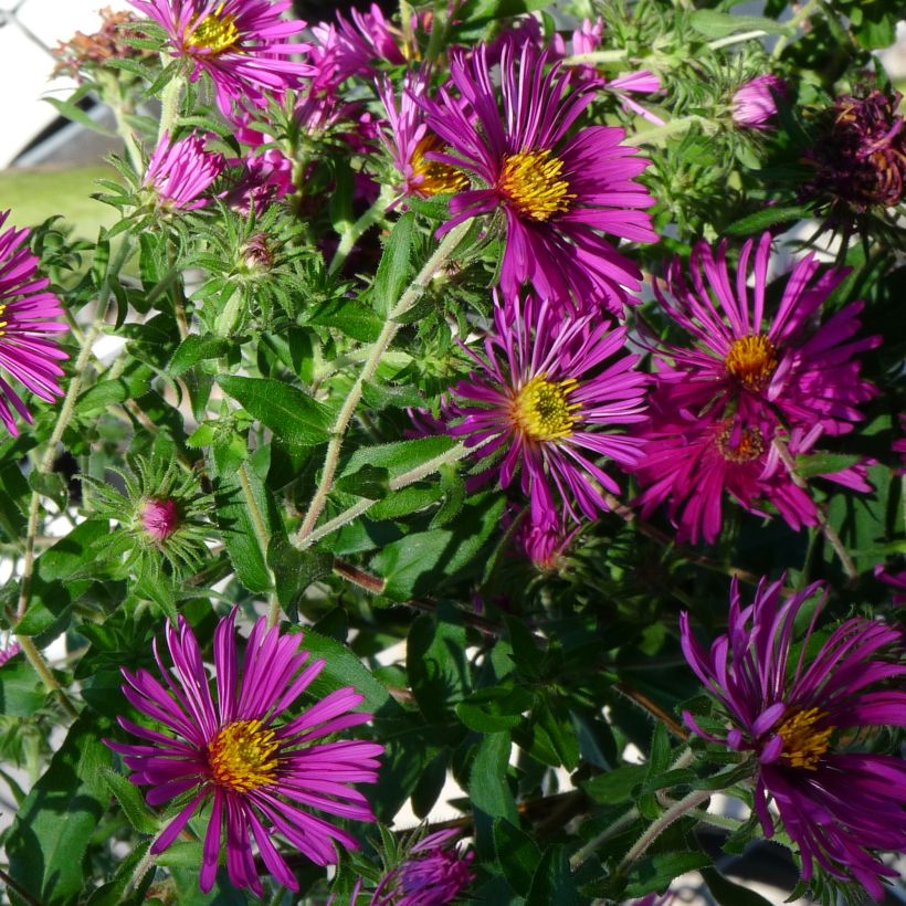 Aster novae-angliae Constanz - Neuenglische Aster (Hafen)