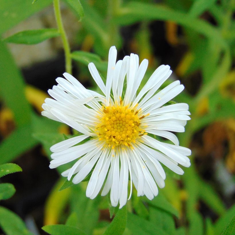 Aster novae-angliae Herbstschnee - Neuenglische Aster (Blüte)