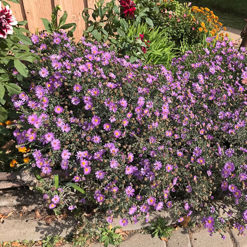 Aster novae-angliae Purple Dome - Neuenglische Aster (Hafen)