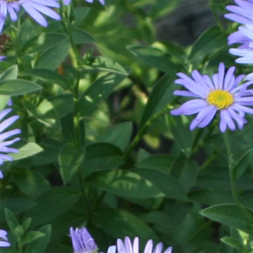 Aster novi-belgii Audrey - Glattblatt-Aster (Laub)