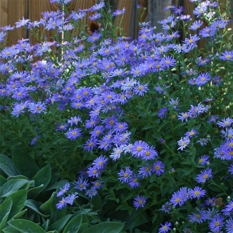 Aster novi-belgii Audrey - Glattblatt-Aster (Blüte)