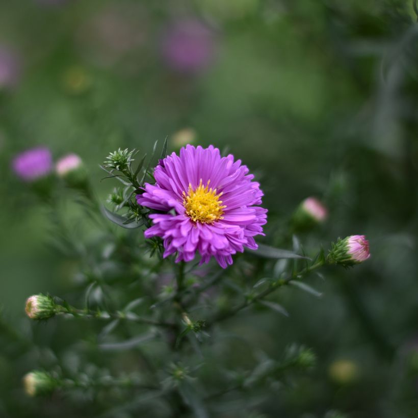 Aster novi-belgii Karmin Kuppel - Glattblatt-Aster (Blüte)