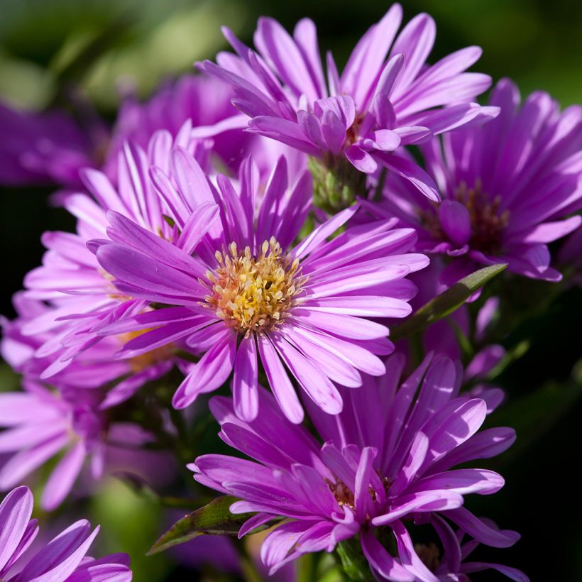 Aster novi-belgii Patricia Ballard - Glattblatt-Aster (Blüte)