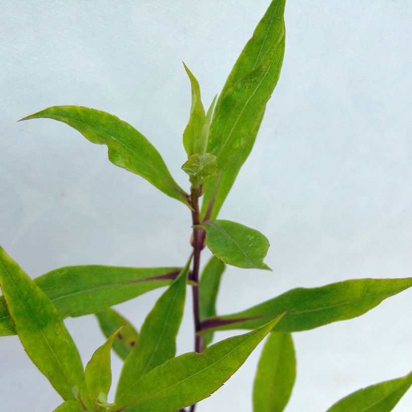 Aster novi-belgii Schone von Dietlikon - Glattblatt-Aster (Laub)