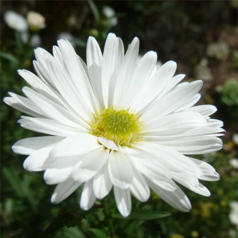 Aster novi-belgii White Lady - Glattblatt-Aster (Blüte)