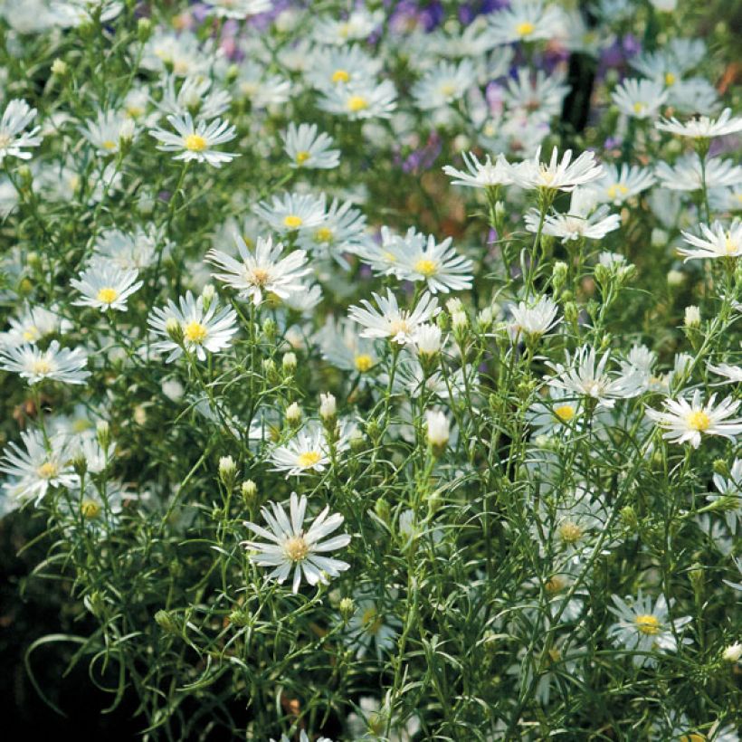 Aster ericoides pringlei Monte Cassino - Myrten Aster (Hafen)