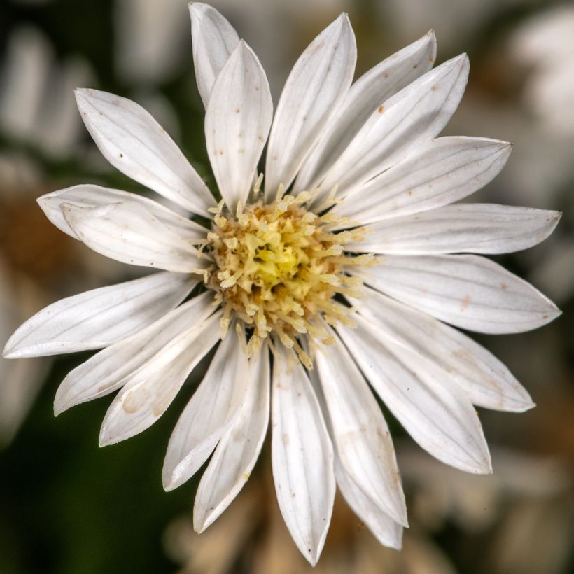 Aster ptarmicoïdes (Blüte)