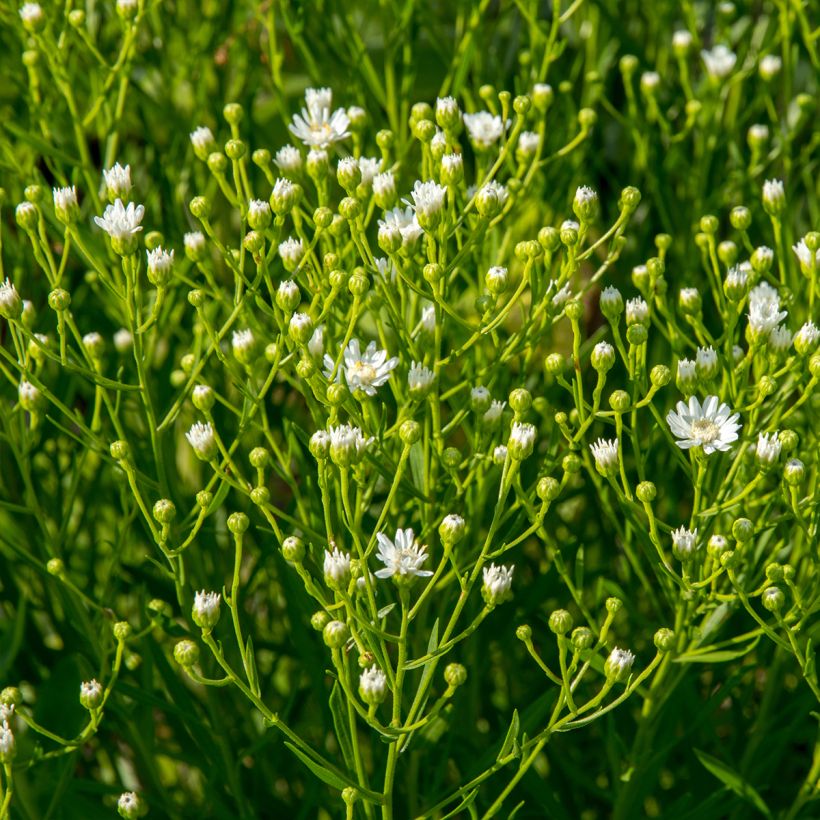 Aster ptarmicoïdes (Hafen)