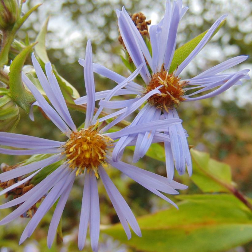 Aster puniceus (Blüte)