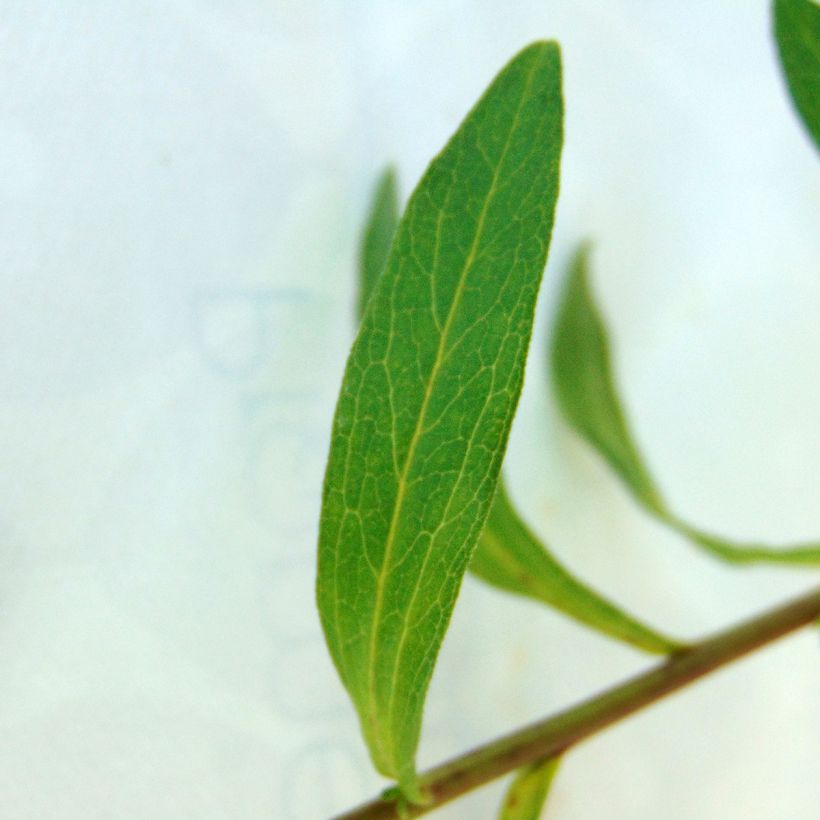 Aster pyrenaeus Lutetia - Pyrenäen-Aster (Laub)