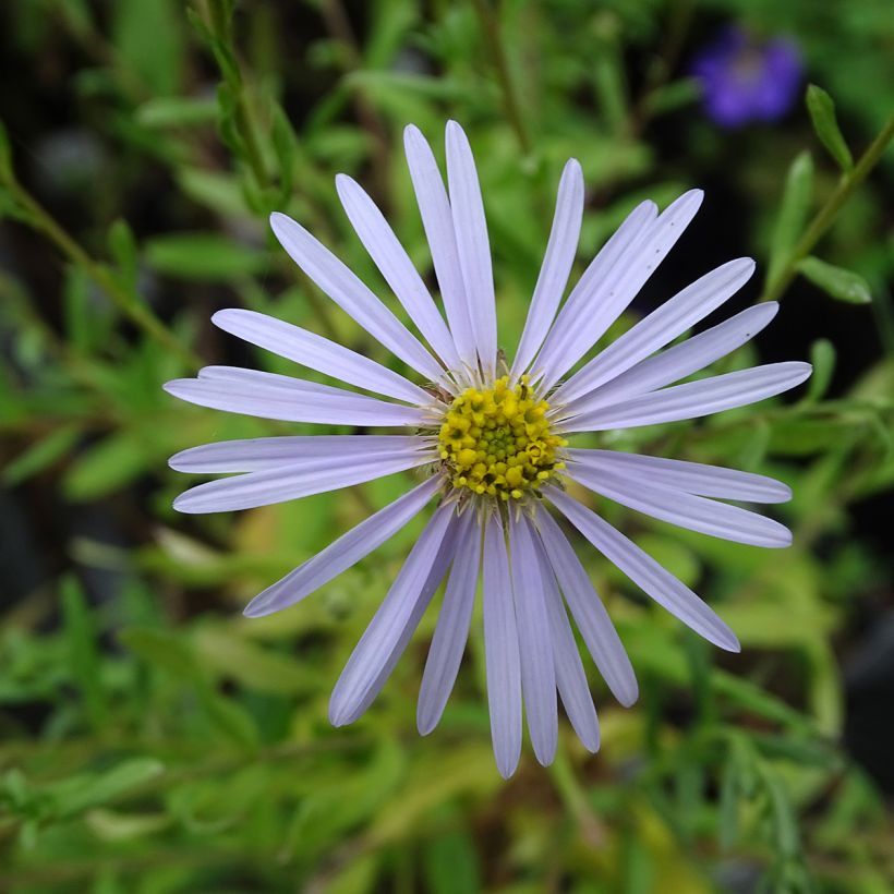 Aster pyrenaeus Lutetia - Pyrenäen-Aster (Blüte)