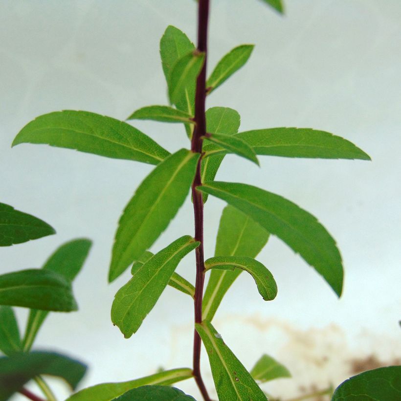 Aster radula August Sky - Raspel-Aster (Laub)