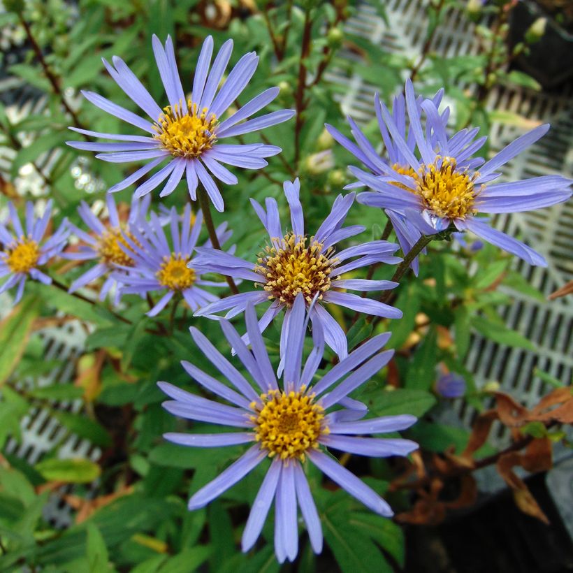 Aster radula August Sky - Raspel-Aster (Blüte)