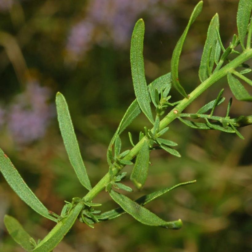 Aster sedifolius - Ödland-Aster (Laub)