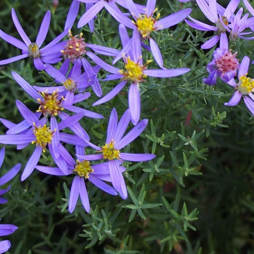 Aster sedifolius Nanus - Ödland-Aster (Laub)