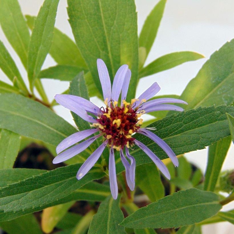 Aster sibiricus - Arktische Aster (Blüte)