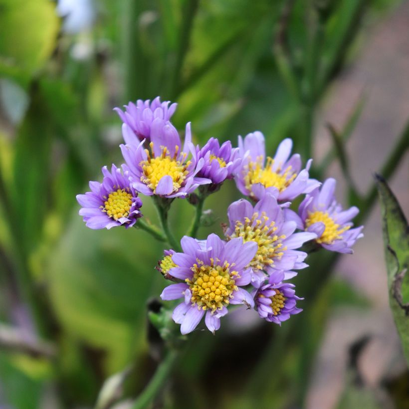 Aster tataricus Jindai (Blüte)