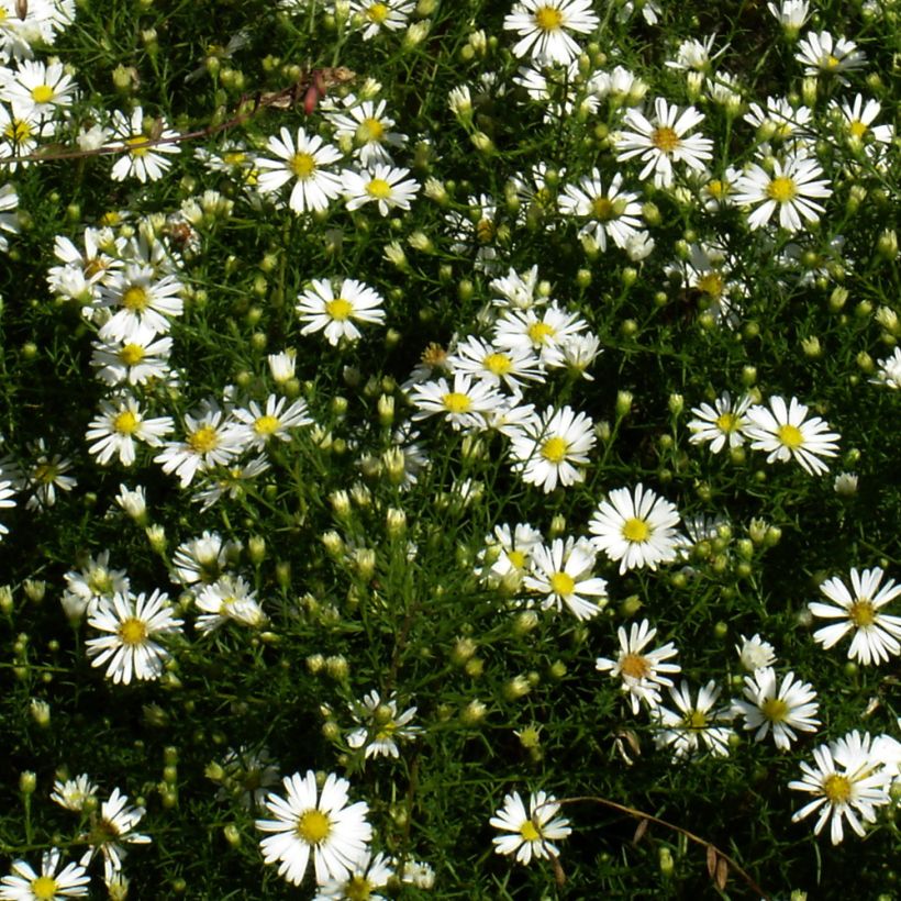 Aster tradescantii - Kleinblütige Aster (Hafen)