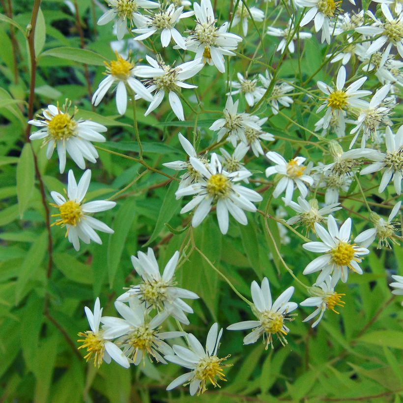 Aster umbellatus Weisser Schirm - Doldige Aster (Blüte)