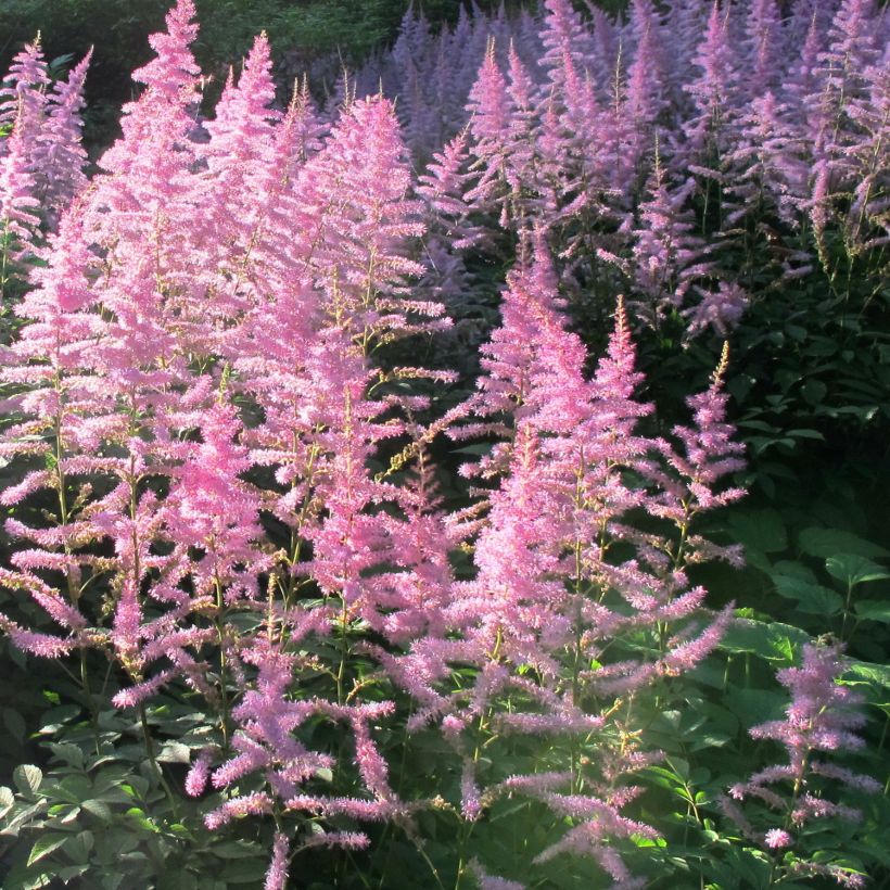 Astilbe Astilbe Amerika - Prachtspiere (Hafen)