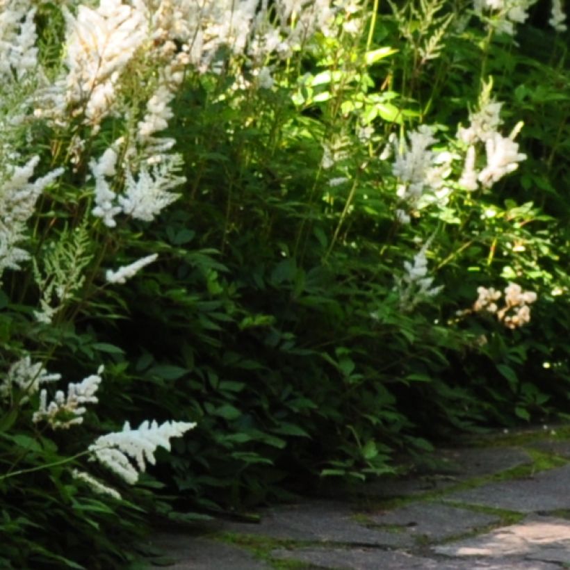 Astilbe Avalanche - Prachtspiere (Laub)