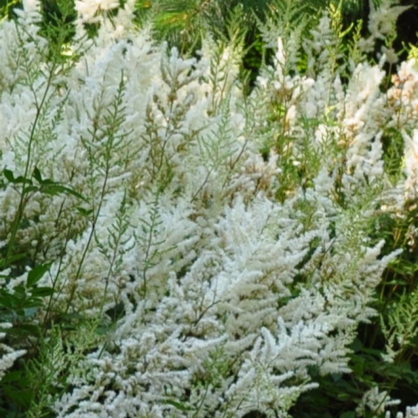 Astilbe Avalanche - Prachtspiere (Blüte)