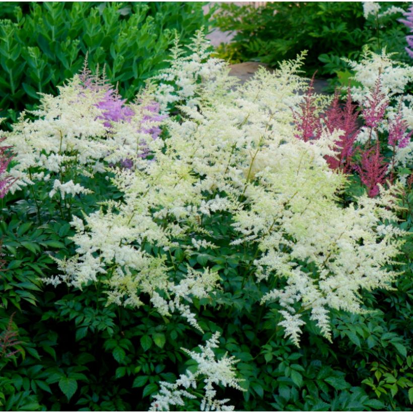 Astilbe Avalanche - Prachtspiere (Hafen)