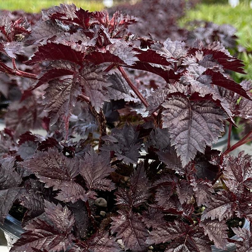 Astilbe chinensis Darkside Of The Moon - Prachtspiere (Laub)