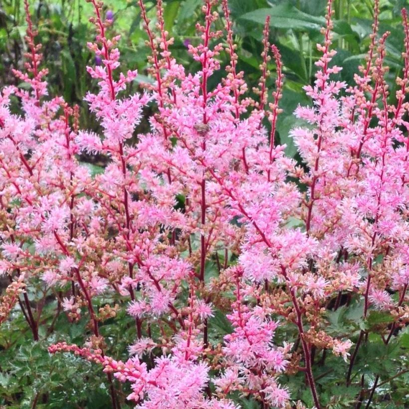 Astilbe japonica Delft Lace - Prachtspiere (Blüte)