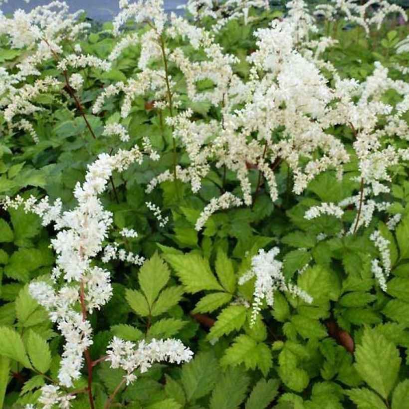 Astilbe thunbergii Professor van der Wielen - Prachtspiere (Laub)