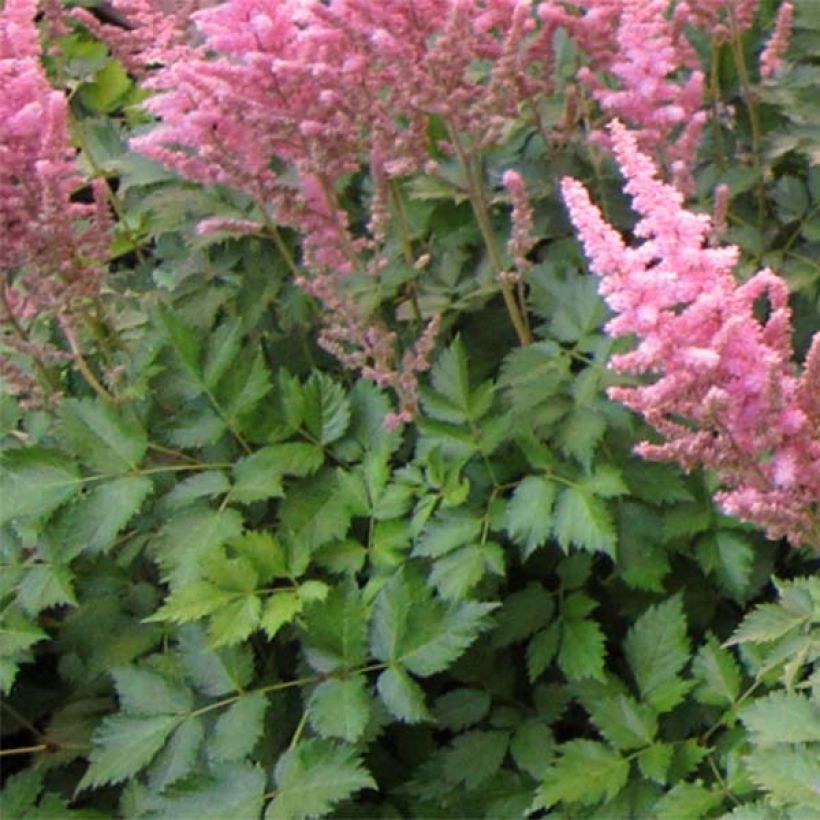 Astilbe chinensis Vision in Pink - Prachtspiere (Laub)