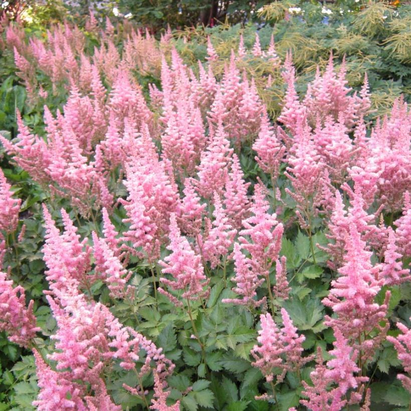 Astilbe chinensis Vision in Pink - Prachtspiere (Blüte)