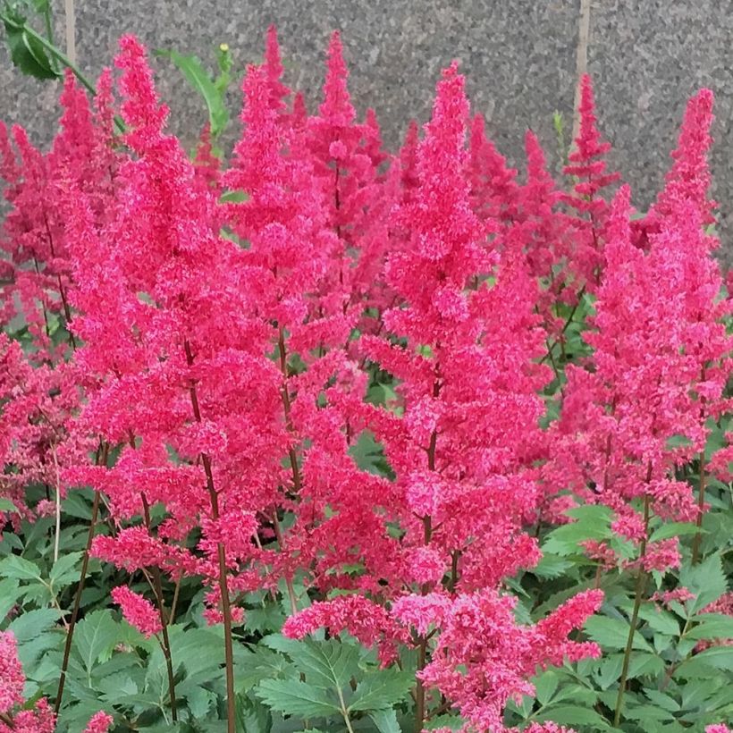 Astilbe chinensis Vision in Red - Prachtspiere (Blüte)