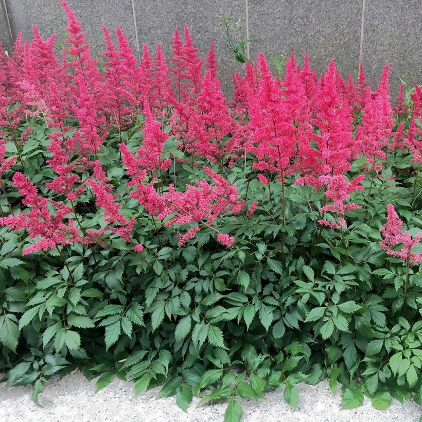 Astilbe chinensis Vision in Red - Prachtspiere (Hafen)