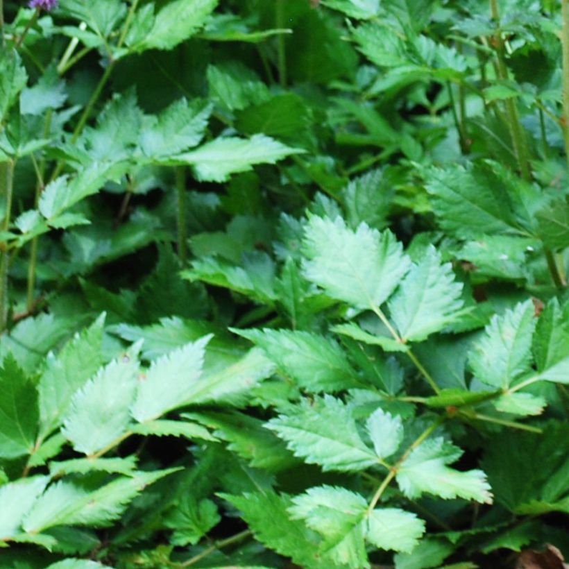 Astilbe arendsii Amethyst - Prachtspiere (Laub)