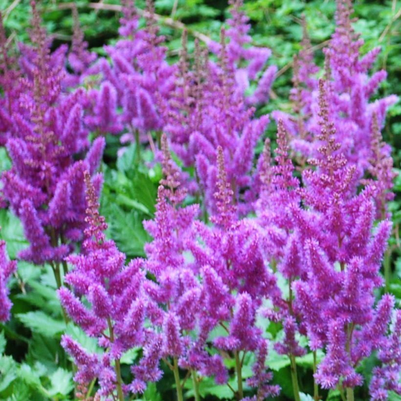 Astilbe arendsii Amethyst - Prachtspiere (Blüte)