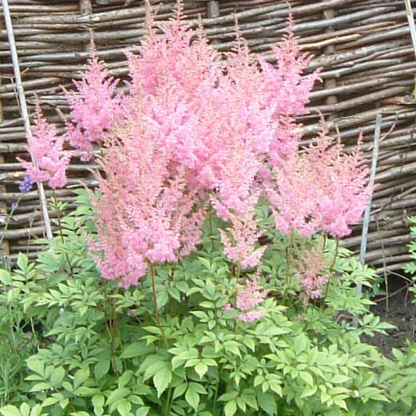 Astilbe arendsii Anita Pfeiffer - Prachtspiere (Blüte)