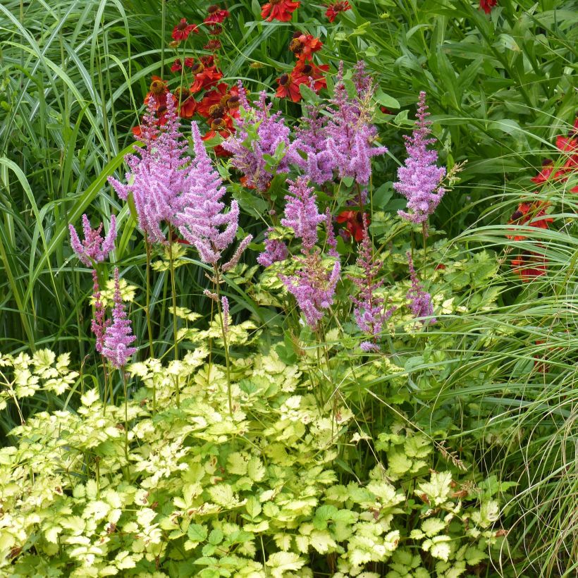 Astilbe arendsii Color Flash Lime - Prachtspiere (Hafen)