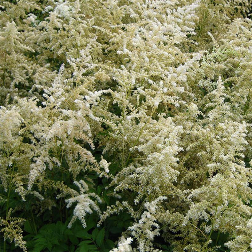 Astilbe arendsii Brautschleier - Prachtspiere (Blüte)