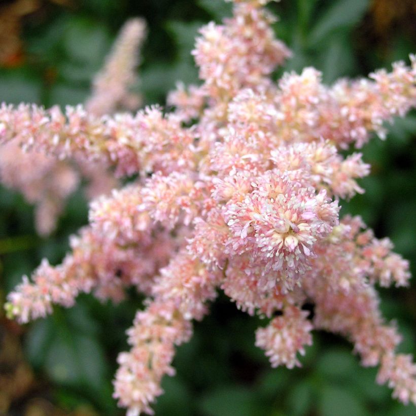 Astilbe arendsii Bressingham Beauty - Prachtspiere (Blüte)