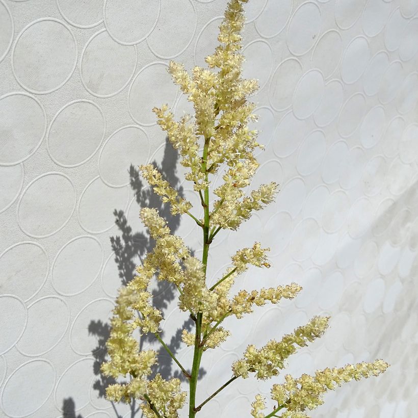 Astilbe arendsii Bumalda - Prachtspiere (Blüte)